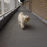 Foto van Sigrid, Sandy, Diva & Nala