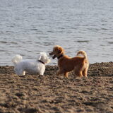 Foto van Inge, baasje van Gina, Flynn en Wobbe