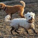 Foto van Inge, baasje van Gina, Flynn en Wobbe
