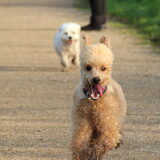 Foto van Inge, baasje van Gina, Flynn en Wobbe