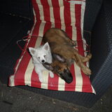 Foto van Dutchshepherdteam