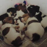 9 april 1998: 5 puppies geboren. 3 broertjes: Joep, Joris en Dribbel en…