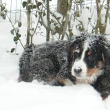 Foto van Lisa & doggs