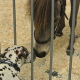 Kusje aan het paard :)