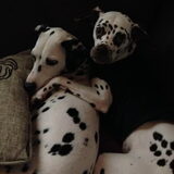 Foto van Angie, Jolie †, Sooki en Pipa Skye