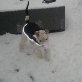 Waar is Morris gebleven??
