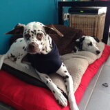 samen in de nest