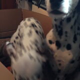 Jolie kijkt superschattig
