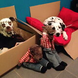 En hadden ze elk hun eigen wolf van ikea (intussen allebei zonder…