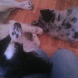 Bruno & Charlie