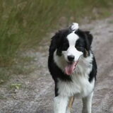 Faye aussie