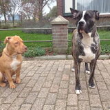 Foto van Dreamteam