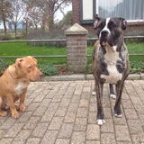 Foto van Dreamteam