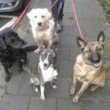 Foto van Dutchshepherdteam
