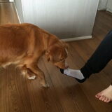 Foto van Sigrid, Sandy, Diva & Nala
