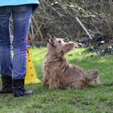 agility op school