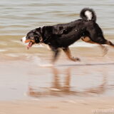 Panning is meebewegen met de beweging van het onderwerp.