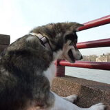 Chaya onze eeerste Thai Bangkaew Dog gered uit the hondevlees handel ze…