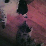 Foto van Angelique; Bruno, Charlie & Fenna