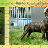 Hoi! Ik ben Sir Buck's Lonato. Lonato betekend vuursteen. Deze…