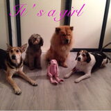 Foto van chantal Skye en Floki *Bailey *Devil en *Gizmo
