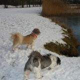 Gewoon lekker in de sneeuw wandelen met de meiden.