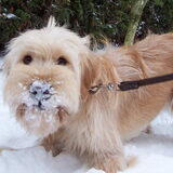 Wie wil er met mij in de sneeuw spelen?