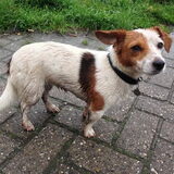 Foto van Vrouwtje van Denzel en Diva (R.I.P. Dixie)