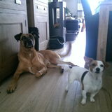 Foto van Vrouwtje van Denzel en Diva (R.I.P. Dixie)