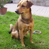 Foto van Anja en Naika, Shiva en Flynn