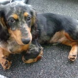 Onze Marley, een langharige teckel in wording!
