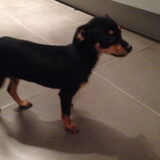 Foto van jan