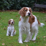 Utsa met Jessie. Utsa wegwachter begin januari 2015 puppen