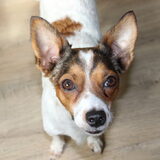 Foto van Romeo en Rocky
