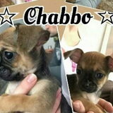 Chabbo 6,5 week