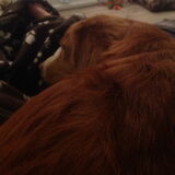 Foto van Sigrid, Sandy, Diva & Nala