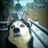 Foto van Kaya en Koda