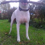 en hellooww :) ik ben buddy al 6 jaar oud