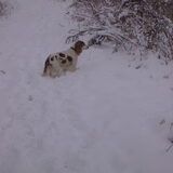 sneeuw