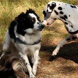 Foto van Angelique; Bruno, Charlie & Fenna