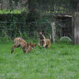 Foto van Dutchshepherdteam