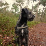 Foto van Ciska en Spanjaardje Moh (Bambi r.i.p.)