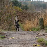 Foto van Ciska en Spanjaardje Moh (Bambi r.i.p.)