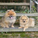 Mickey & Milo op een mooie herfstdag