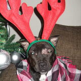Mika the rendeer