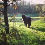 Foto van Anouk & Balou<3
