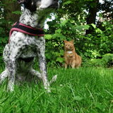 Foto van Ciska en Spanjaardje Moh (Bambi r.i.p.)