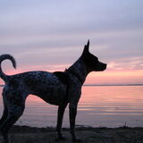 Foto van Ciska en Spanjaardje Moh (Bambi r.i.p.)