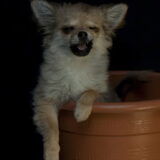 Hond in de pot