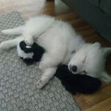 Foto van anja met Bobby(r.i.p. 25-9-25)
